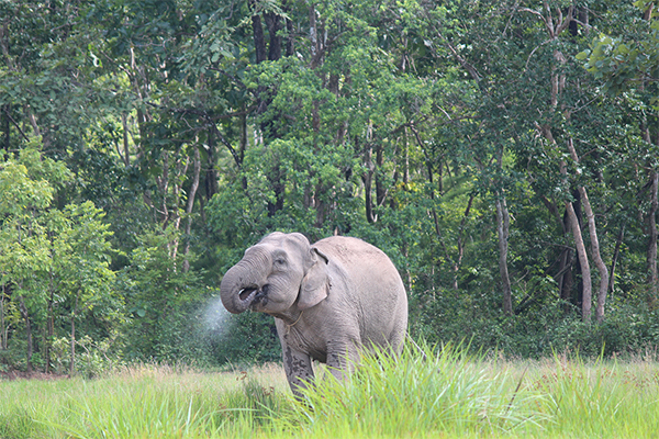 Elephant experience tour at Yok Don National Park